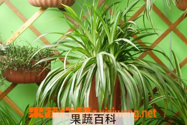 果蔬百科室内适合养什么花