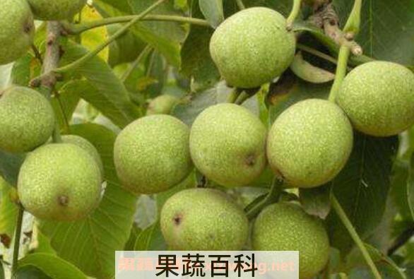  青皮核桃皮的作用与功效