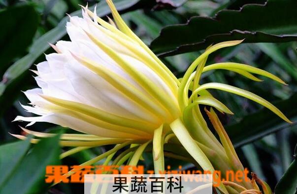 果蔬百科霸王花