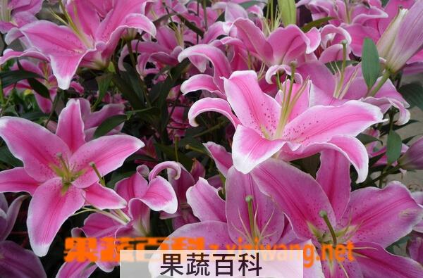 果蔬百科百合花