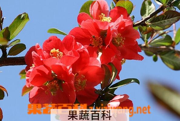 果蔬百科海棠花的种类