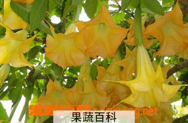 果蔬百科野生曼陀罗花