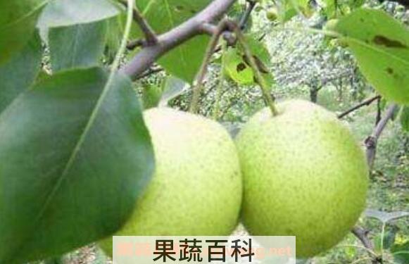青皮梨叫什么 青皮梨的功效与作用