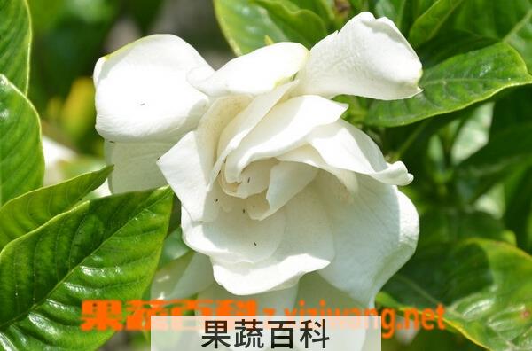 果蔬百科栀子花