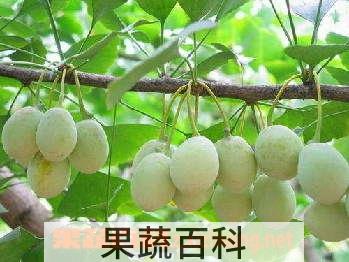 果蔬百科白果