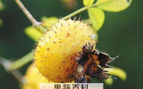 刺梨果有什么作用 刺莉汁的功效