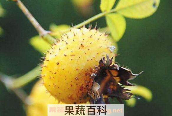刺莉的作用与功效