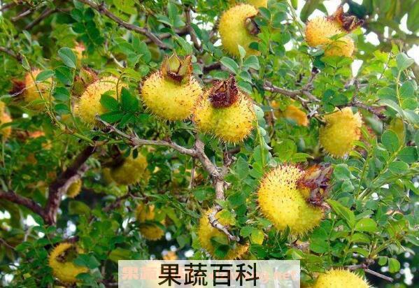 刺莉的作用与功效