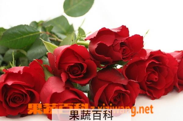 果蔬百科玫瑰花