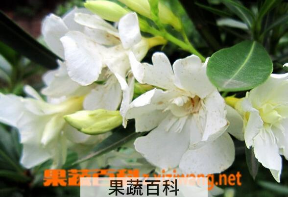 果蔬百科栀子花