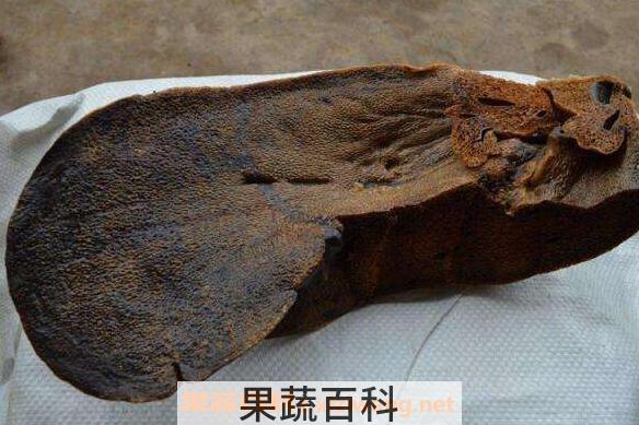 猪胆能吃吗 猪胆的功效与作用有哪些