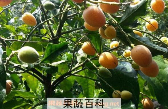 黄皮果树叶的功效与作用