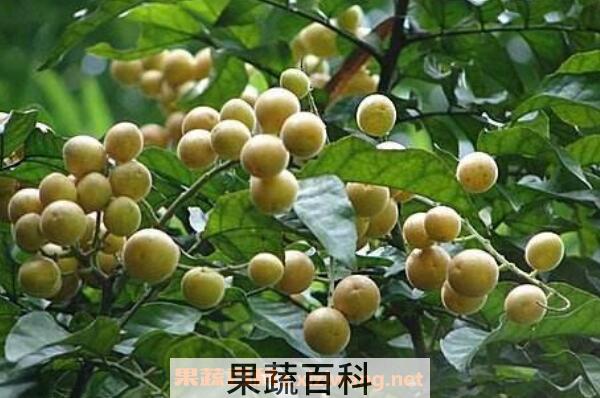 黄皮果树叶的功效与作用