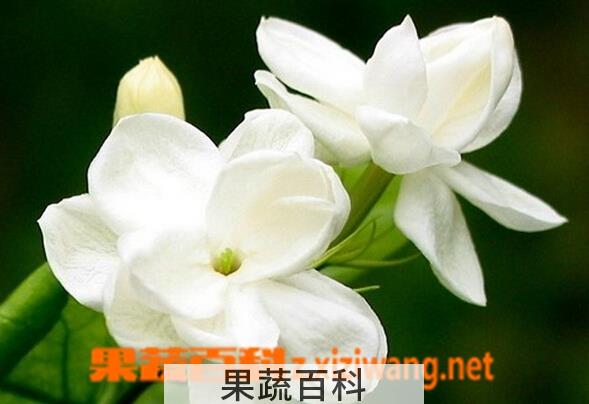果蔬百科茉莉花的种类