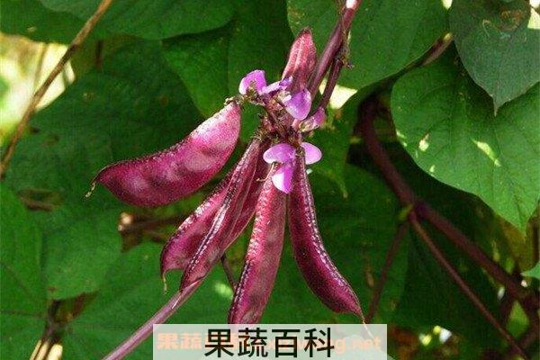 眉豆