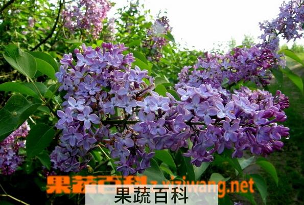 果蔬百科紫色的花