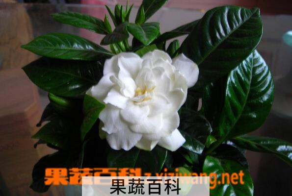 果蔬百科盆栽栀子花