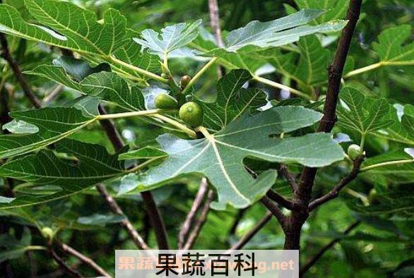 无花果树枝煮水的功效