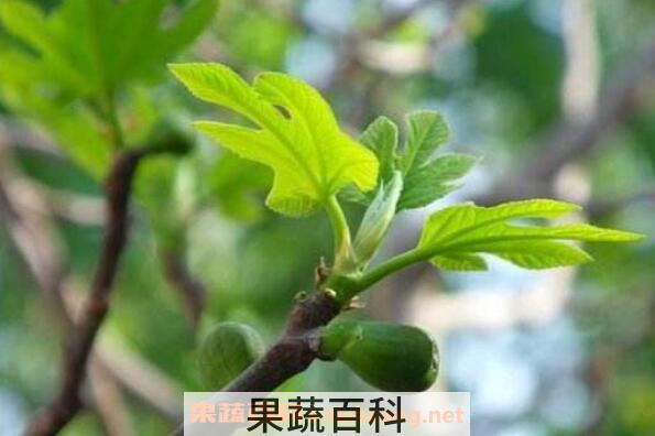 无花果树枝煮水的功效