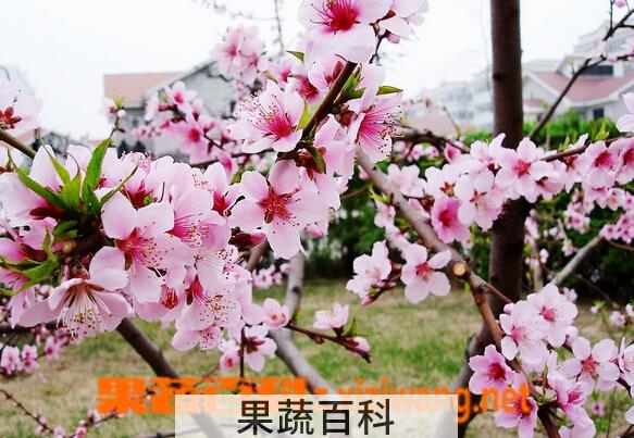 果蔬百科三月花