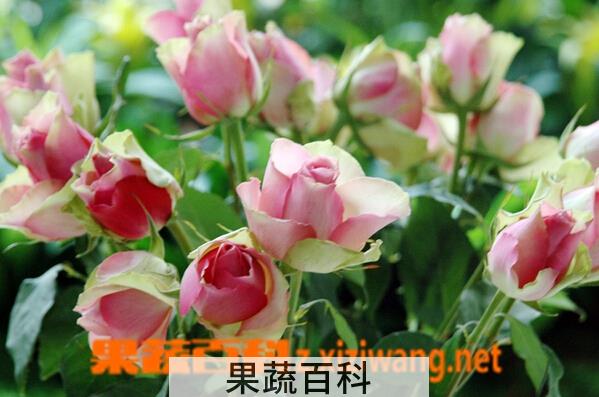 果蔬百科带刺花
