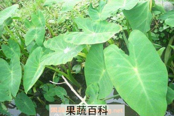 芋荷梗