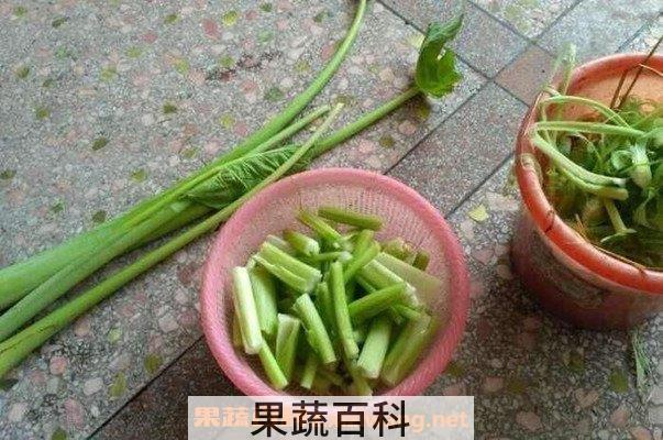 芋荷梗