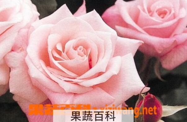 果蔬百科玫瑰花