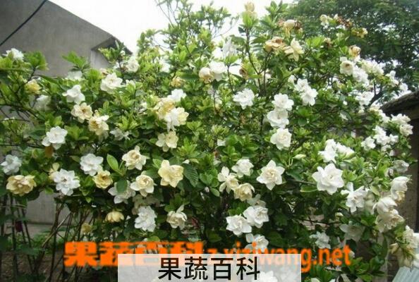 果蔬百科小栀子花