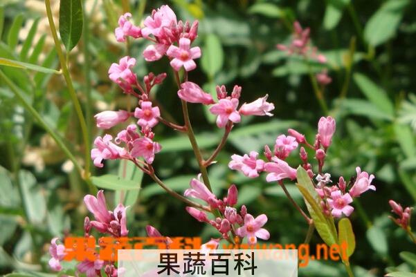 果蔬百科罗布麻花