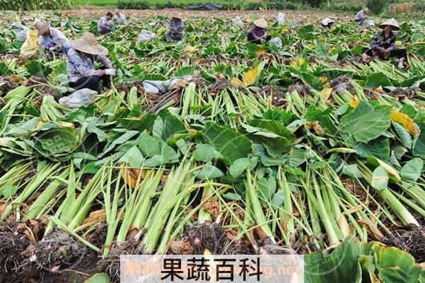 芋梗