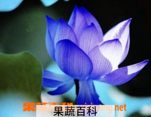 果蔬百科子午莲