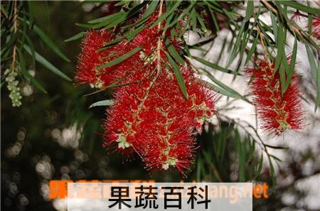 果蔬百科