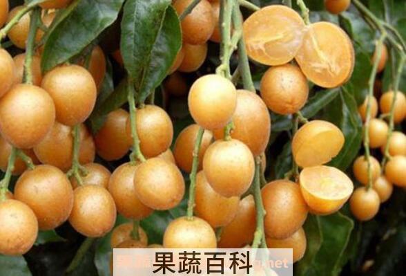 黄皮果的功效与作用 黄皮果怎么吃
