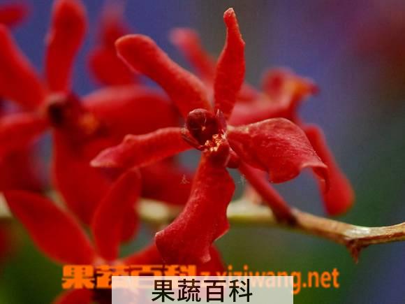 果蔬百科红珊瑚