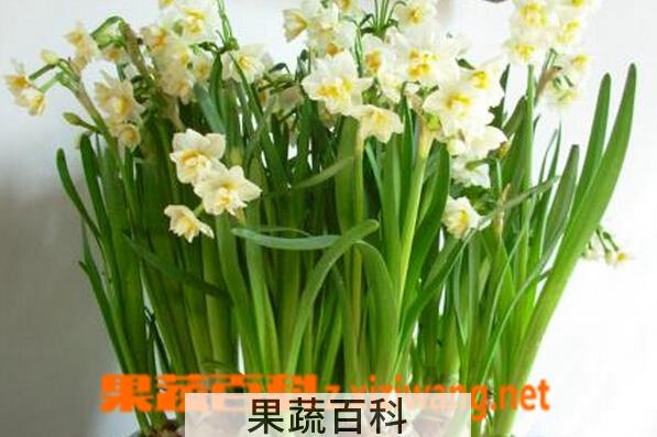 果蔬百科水仙花和大蒜