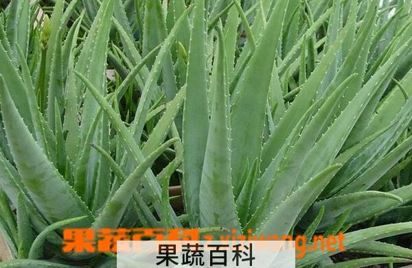 果蔬百科新鲜芦荟