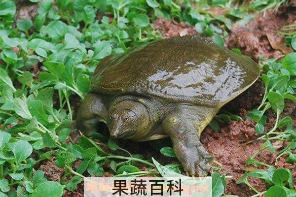 野生甲鱼