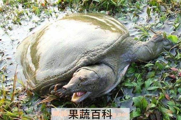 野生甲鱼