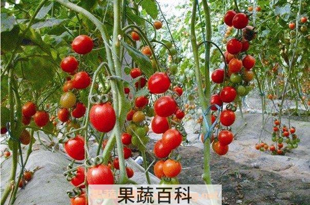 番茄