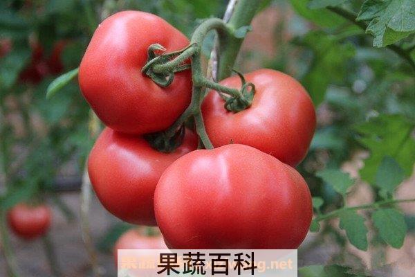 番茄