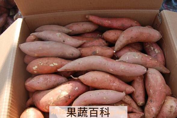地土瓜的功效与作用