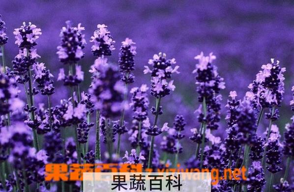 果蔬百科薰衣草