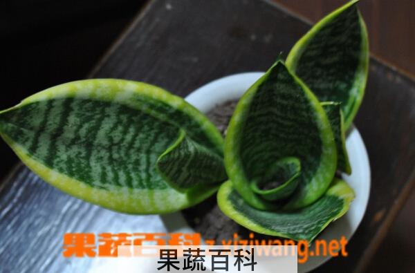 果蔬百科虎皮兰