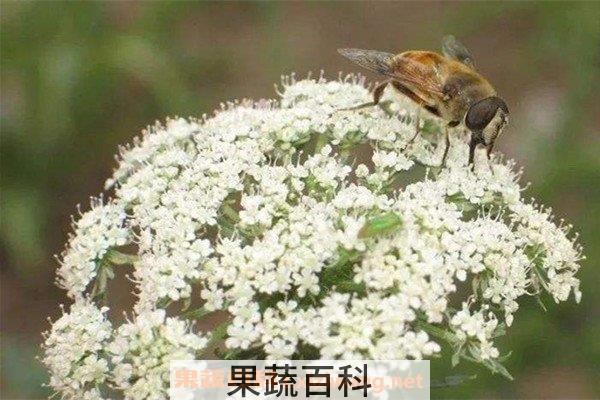 胡萝卜籽