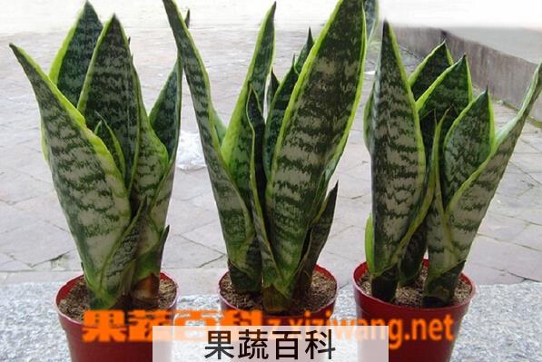 果蔬百科金边虎皮兰