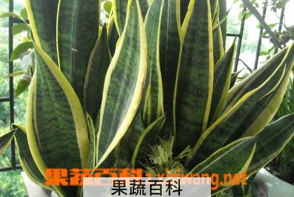 果蔬百科