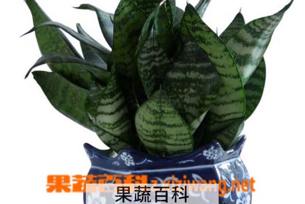 果蔬百科虎皮兰