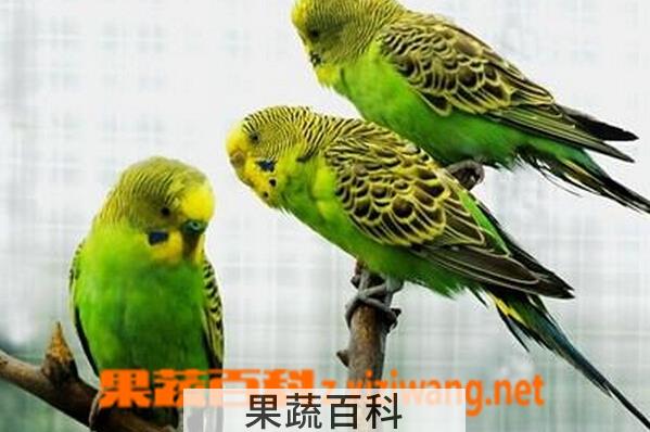 果蔬百科虎皮鹦鹉