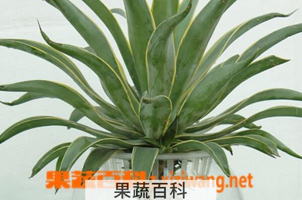 果蔬百科水培虎皮兰